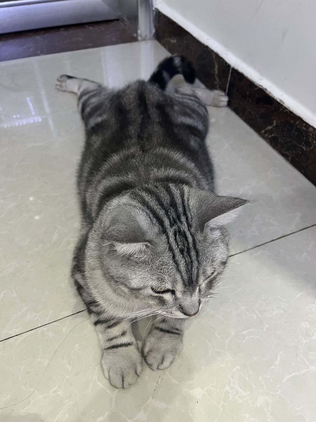 小猫板鸭趴🐈